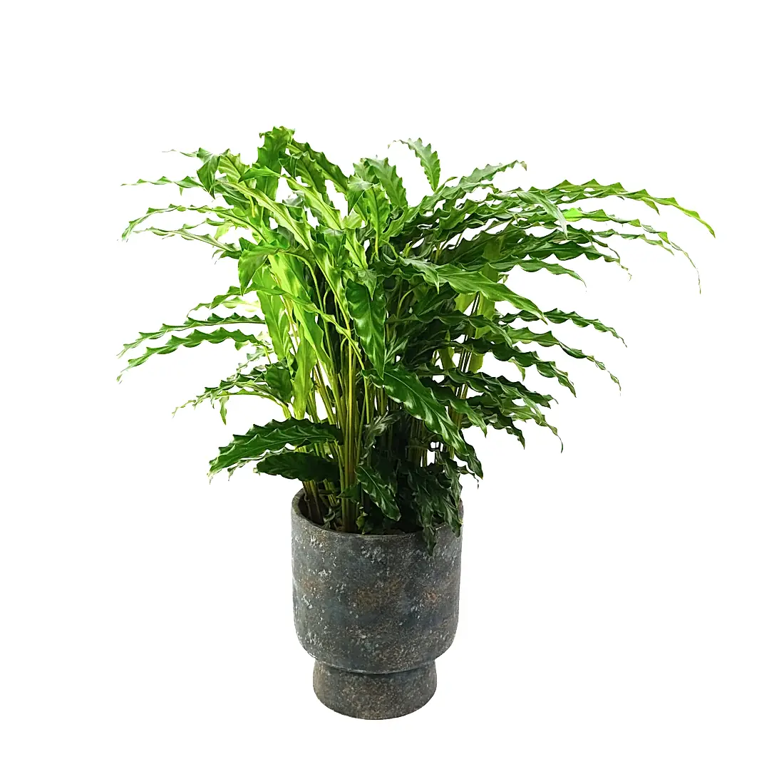Calathea