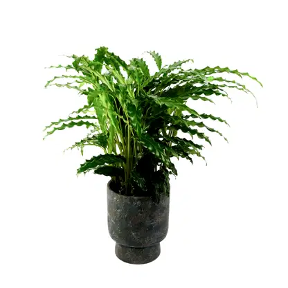 Calathea