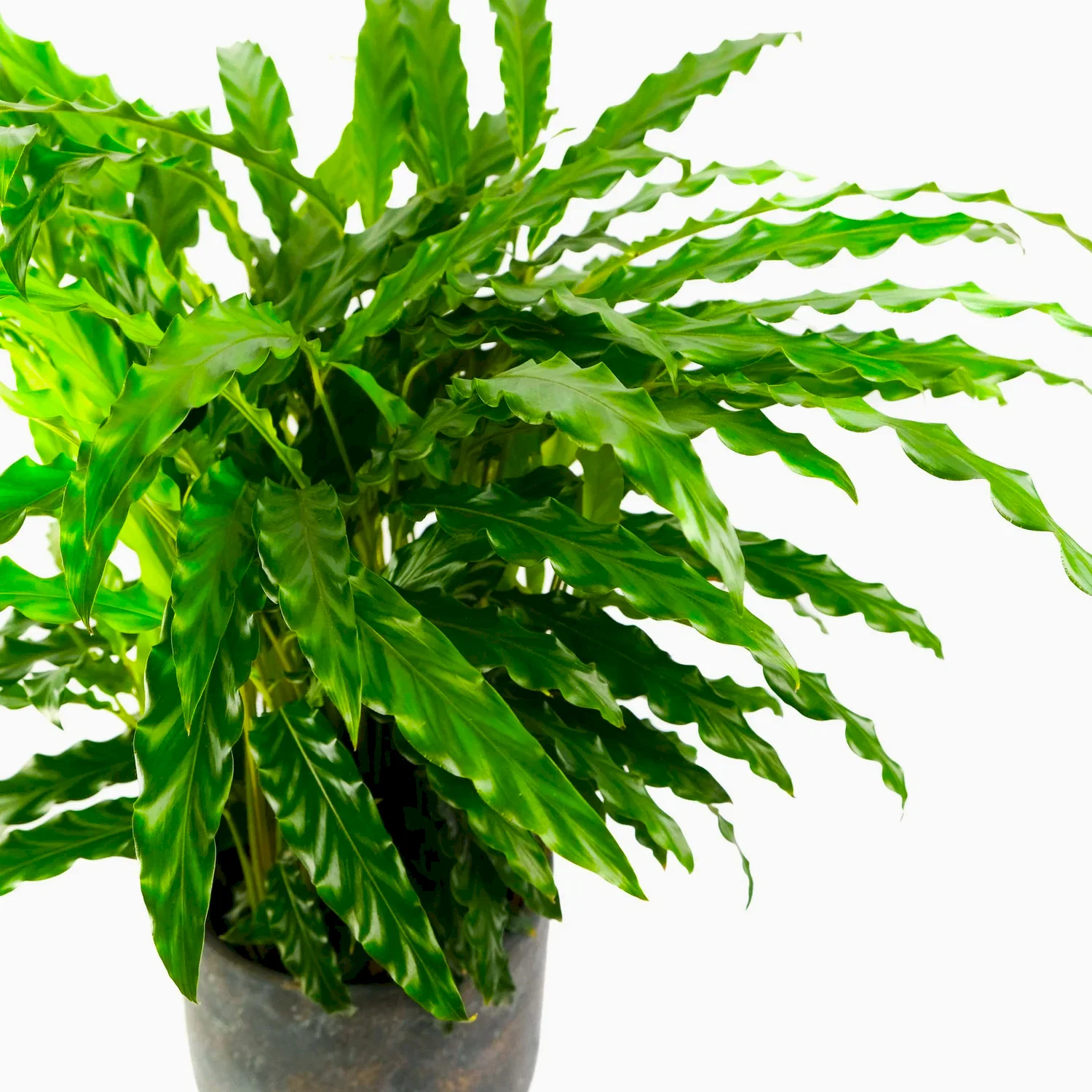 Calathea