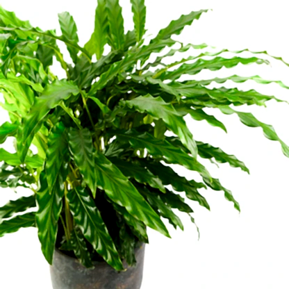 Calathea