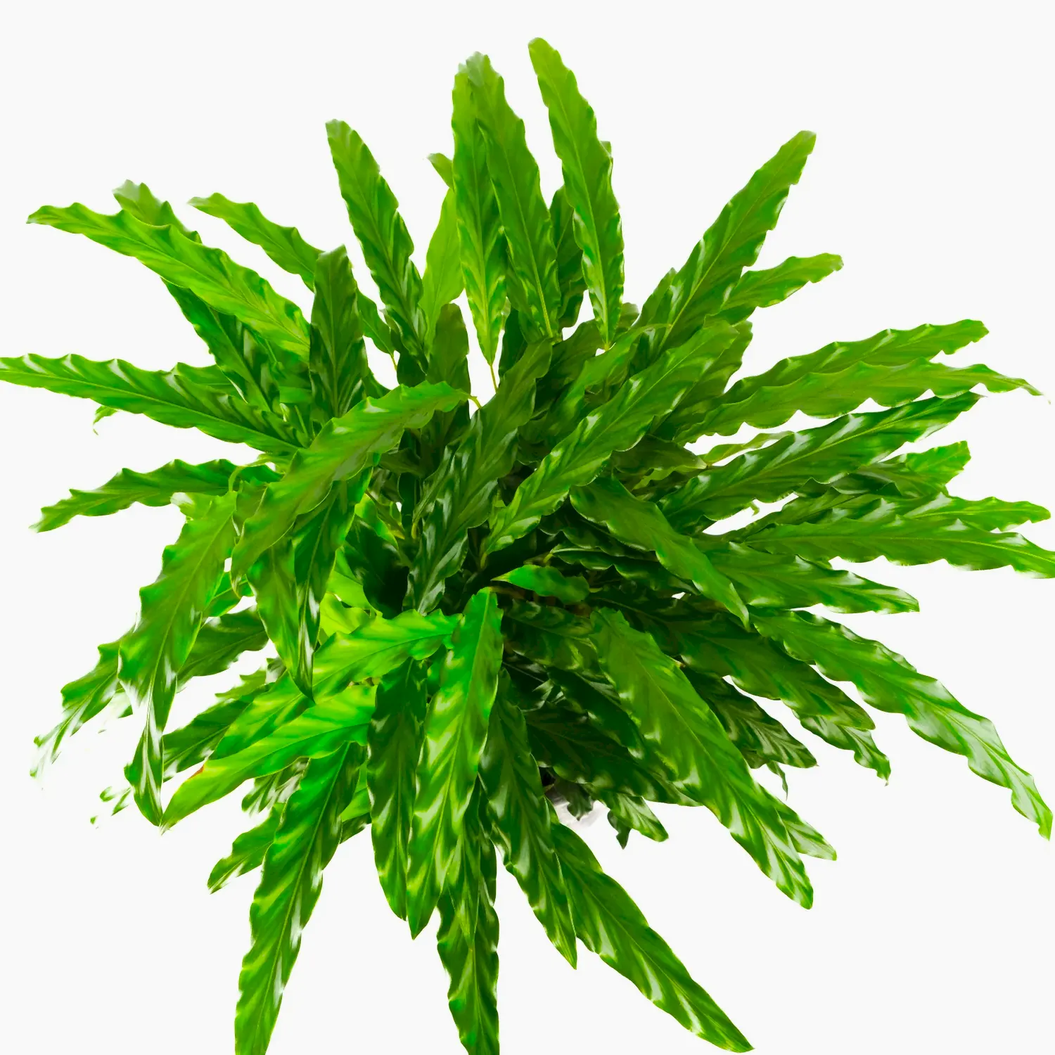 Calathea