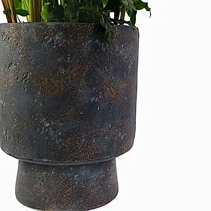 Calathea