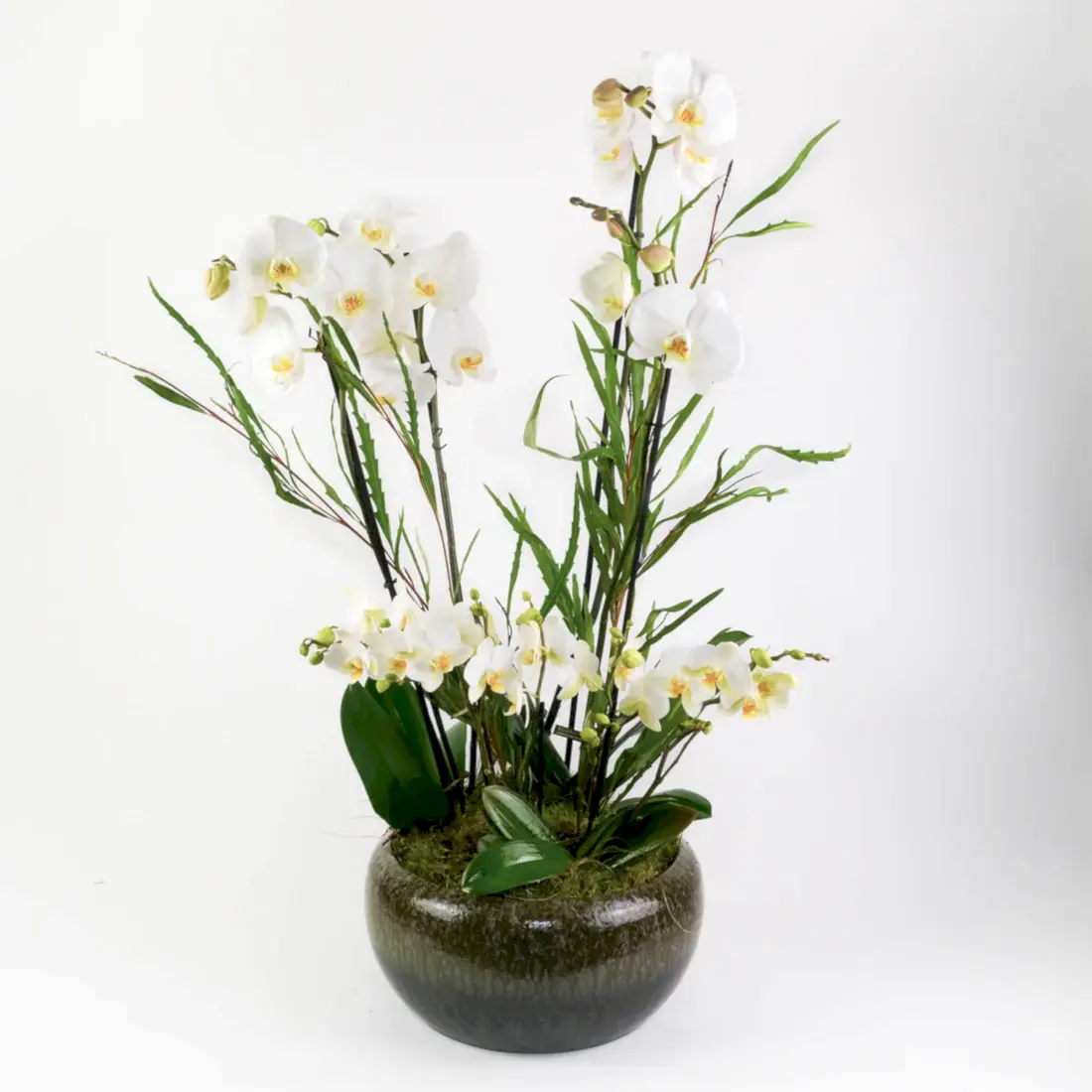 Jade Orchid