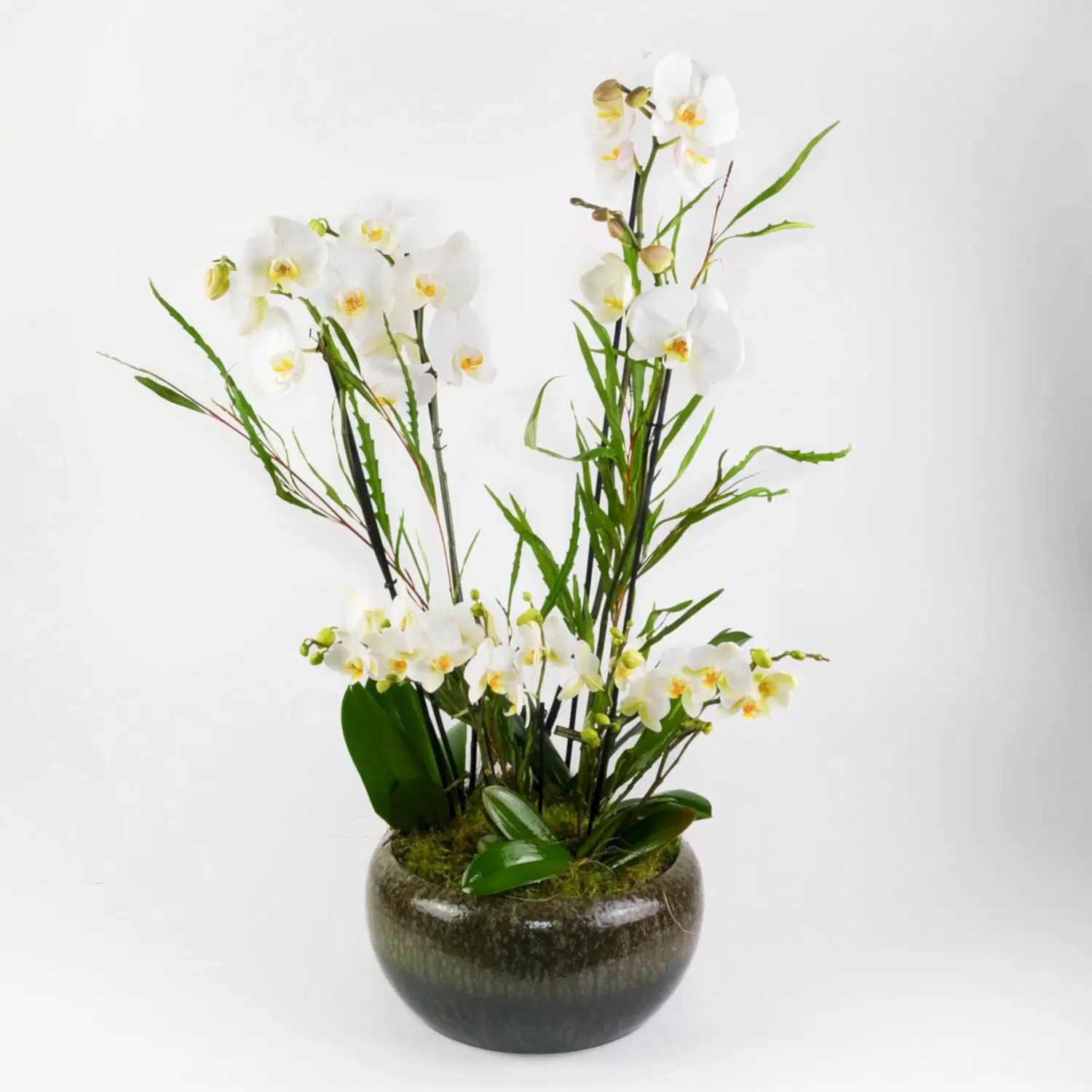 Jade Orchid