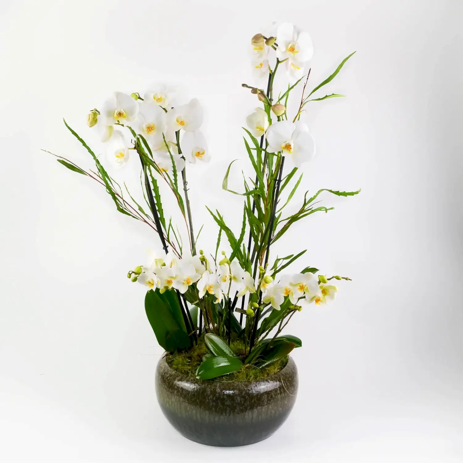 Jade Orchid