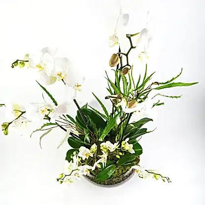 Jade Orchid