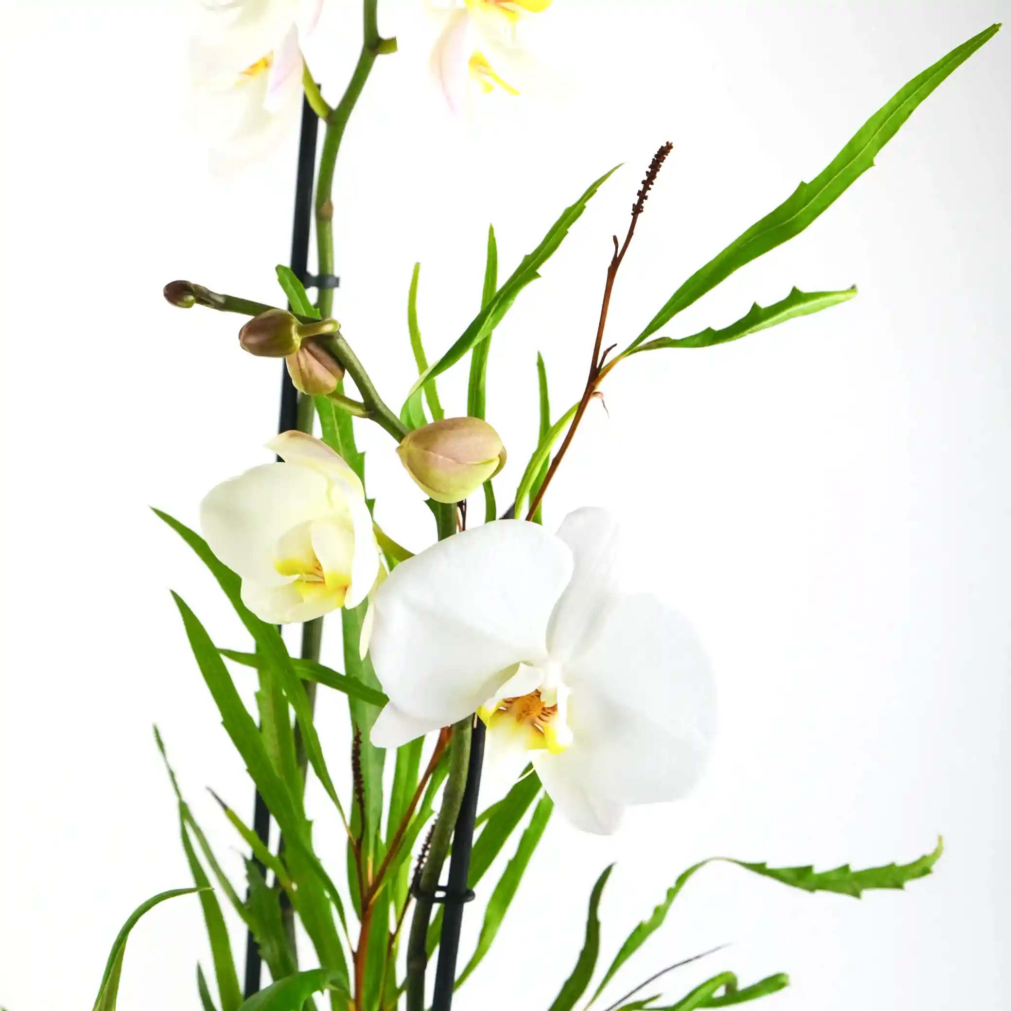 Jade Orchid