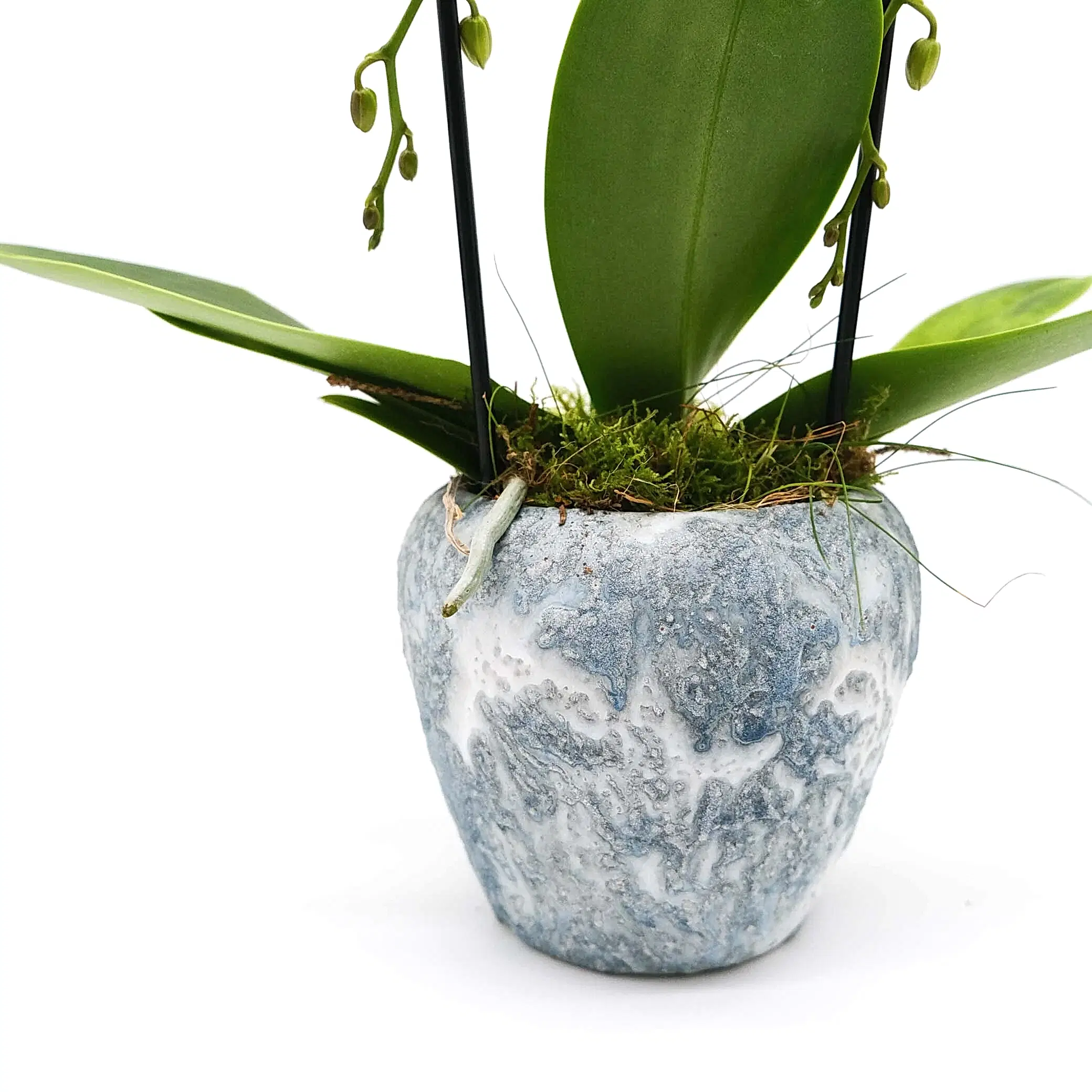 Cascading Grace Orchid