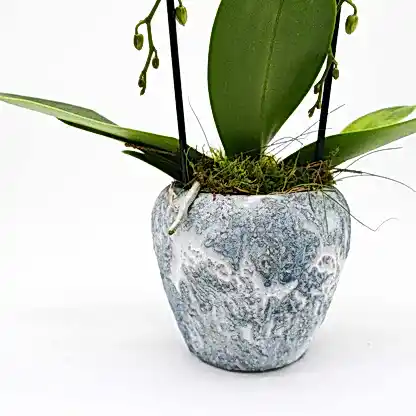Cascading Grace Orchid