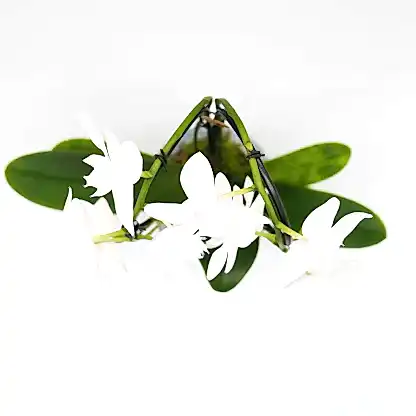 Cascading Grace Orchid