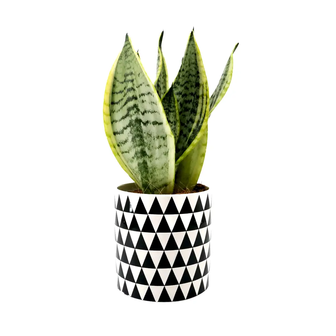Sani in Monochrome Pot