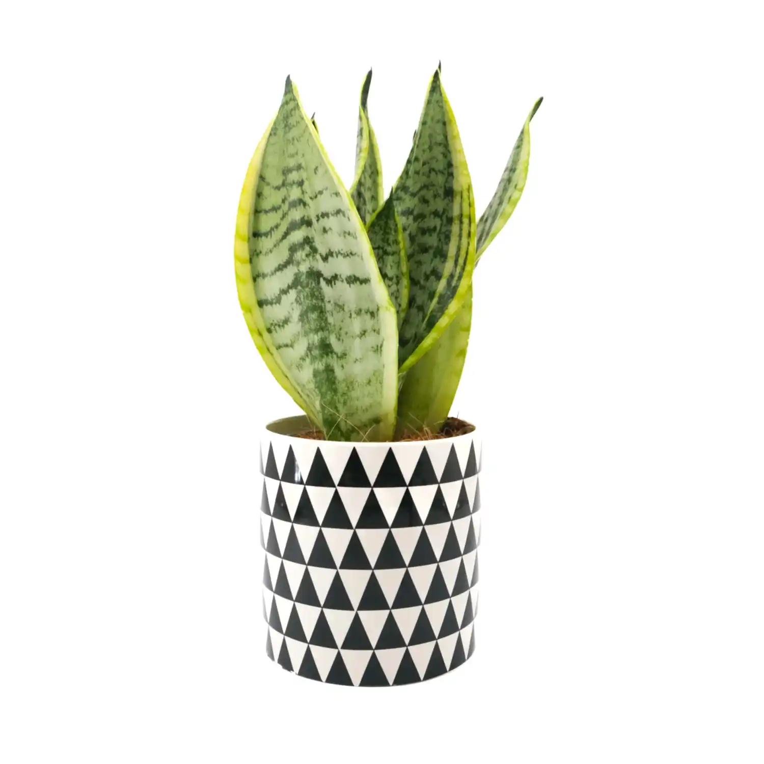 Sani in Monochrome Pot