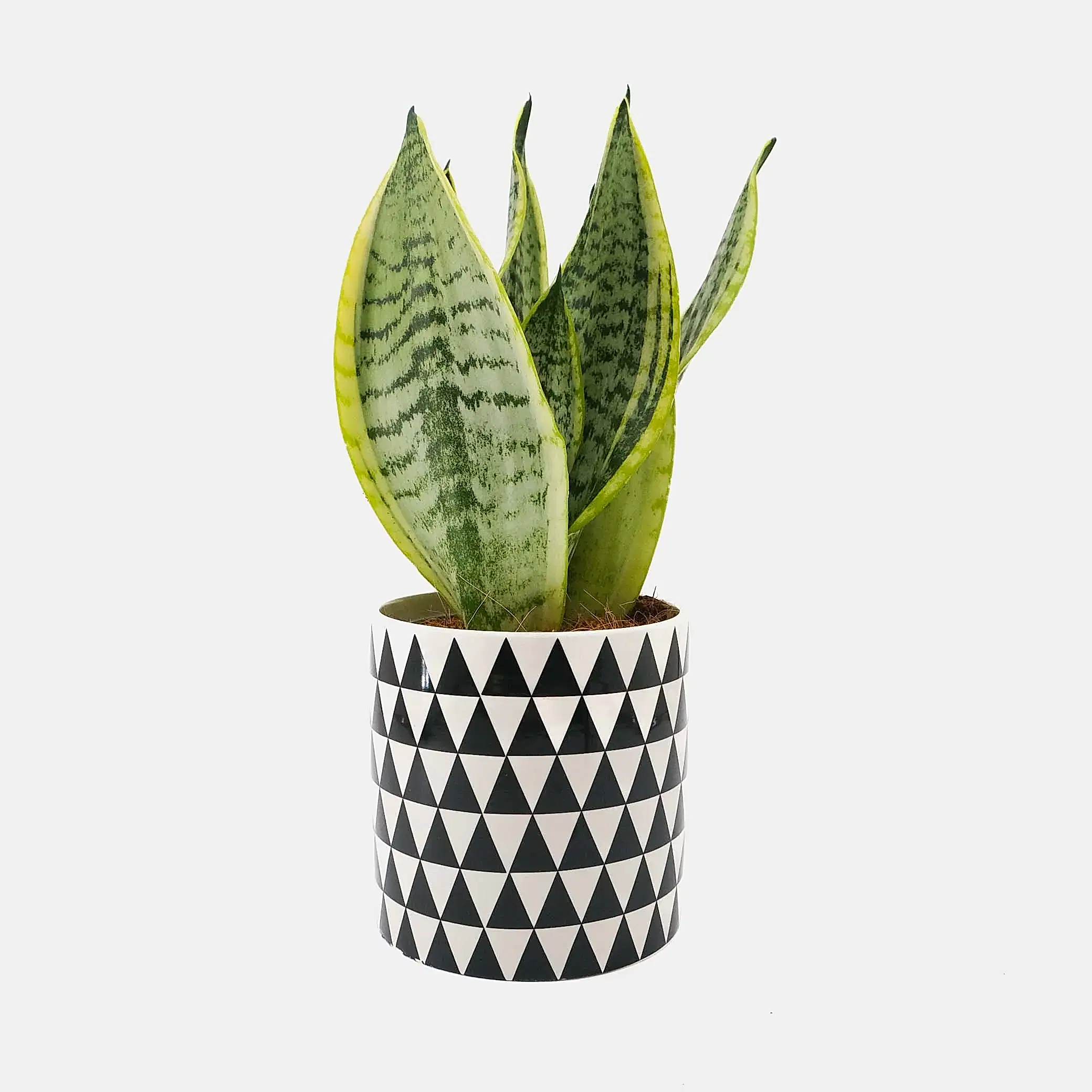 Sani in Monochrome Pot