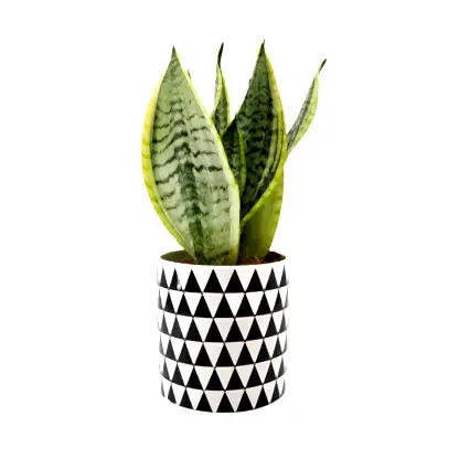 Sani in Monochrome Pot
