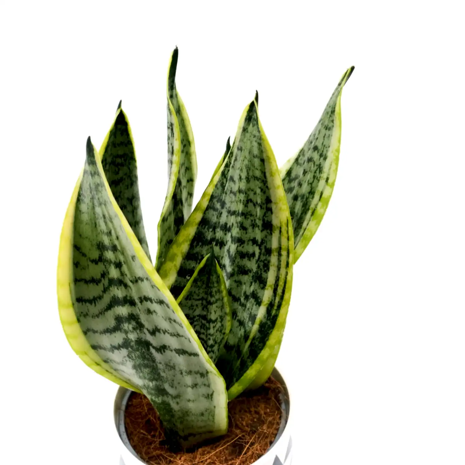 Sani in Monochrome Pot