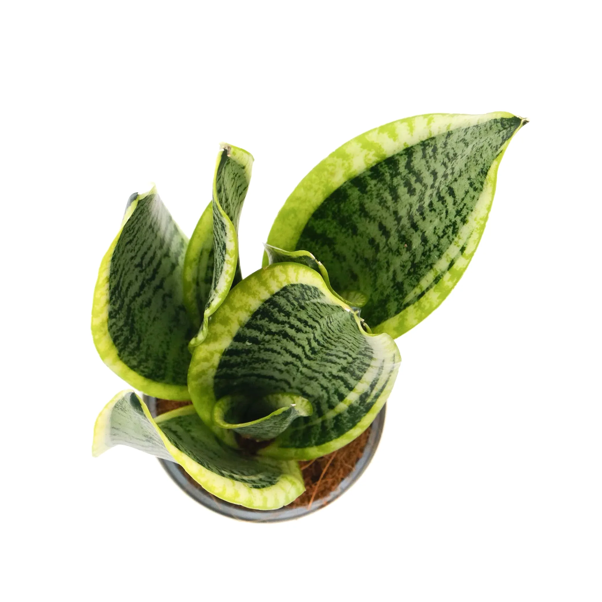 Sani in Monochrome Pot