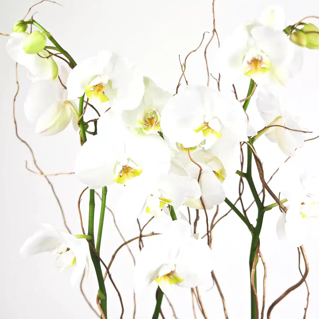 Luxury Orchid