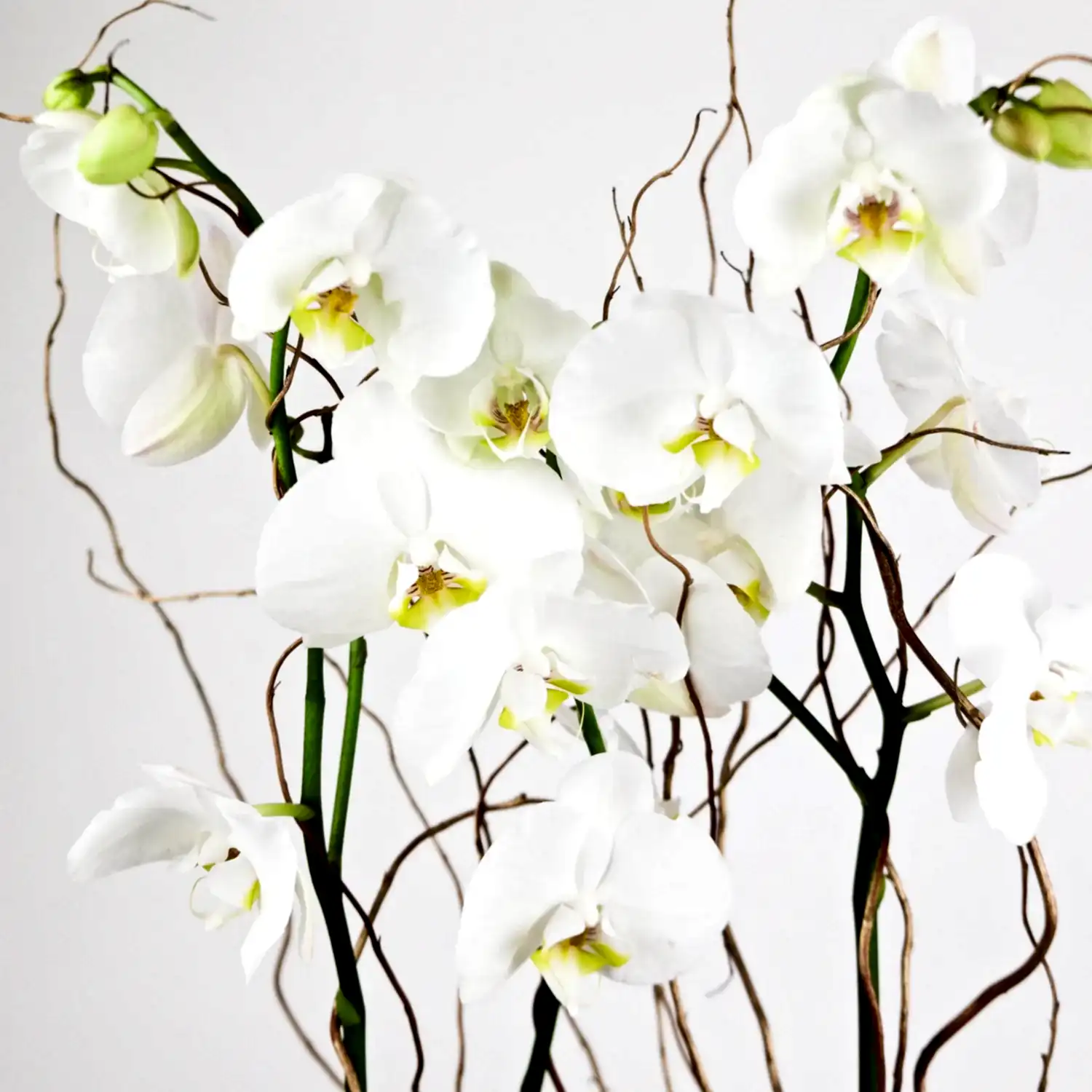 Luxury Orchid