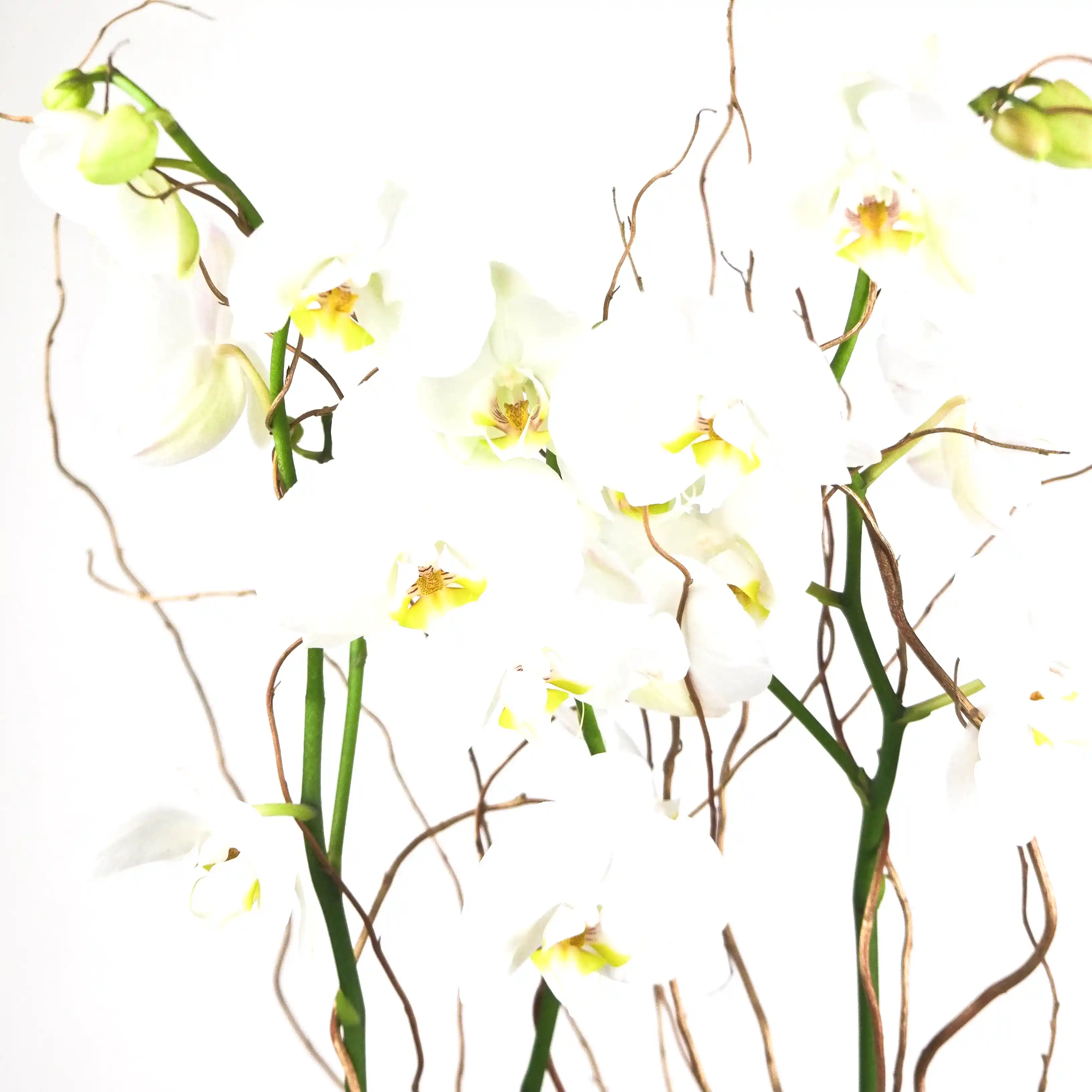 Luxury Orchid