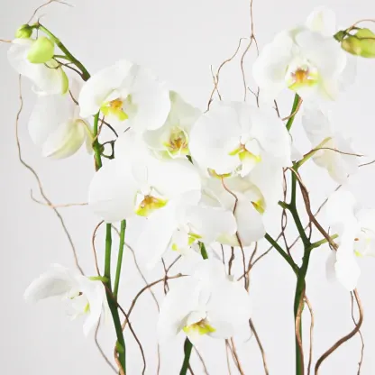 Luxury Orchid
