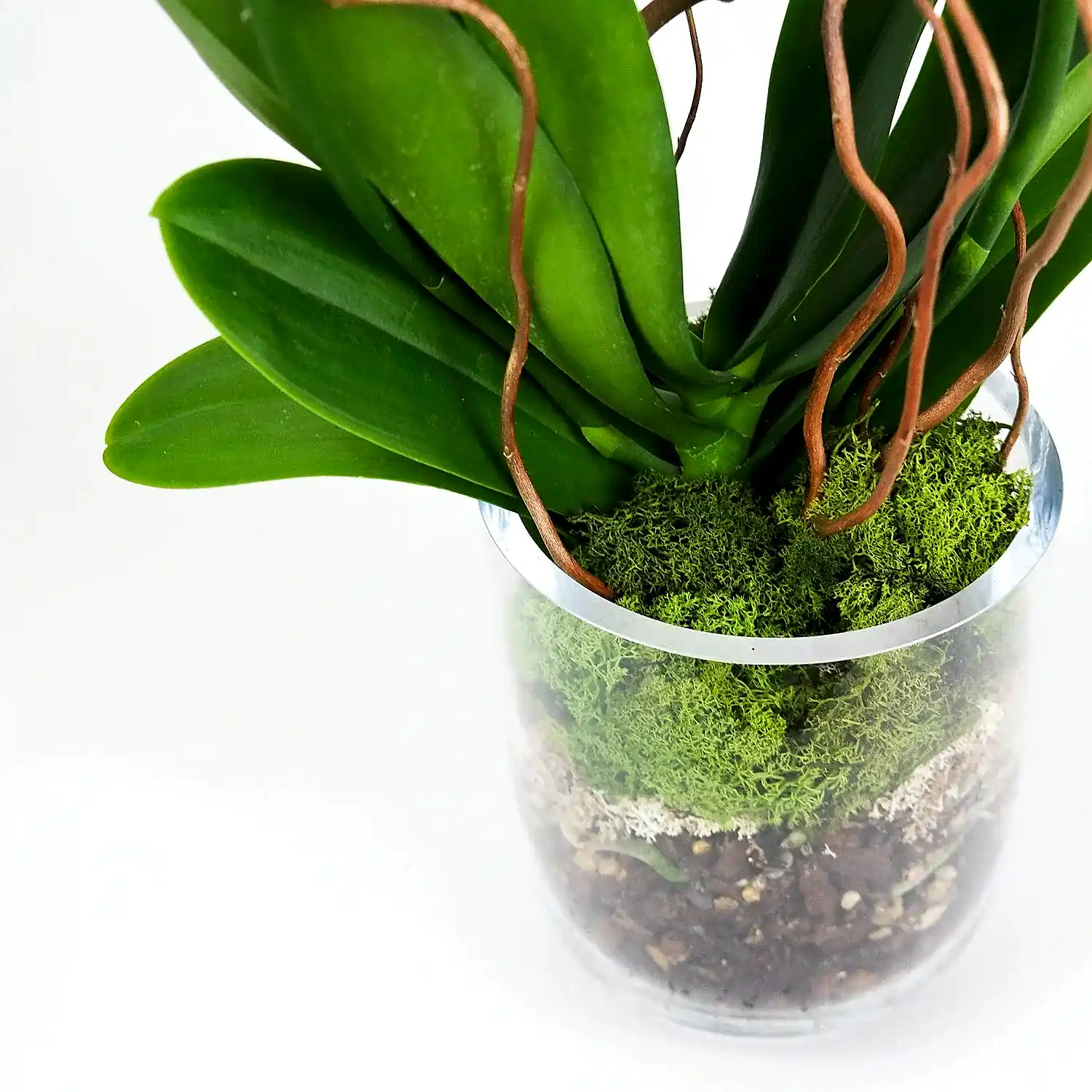 Luxury Orchid