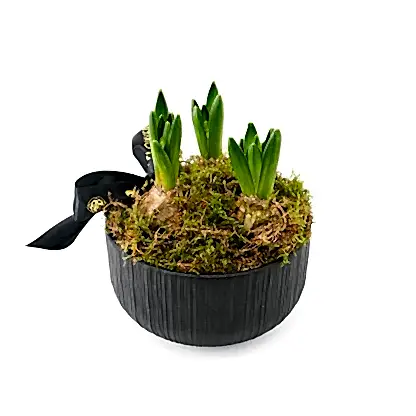 Hyacinth Elegance