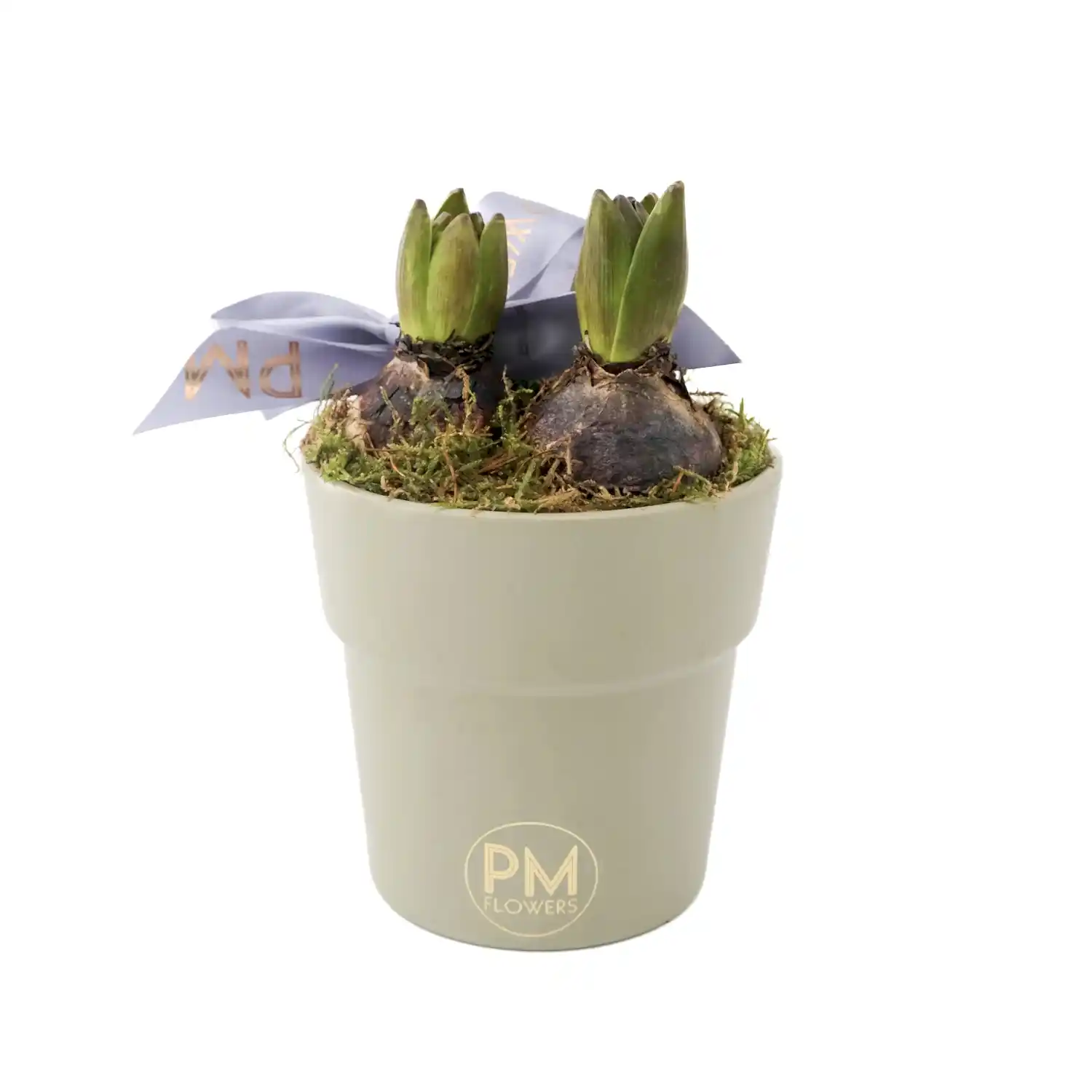 Hyacinth Simplicity