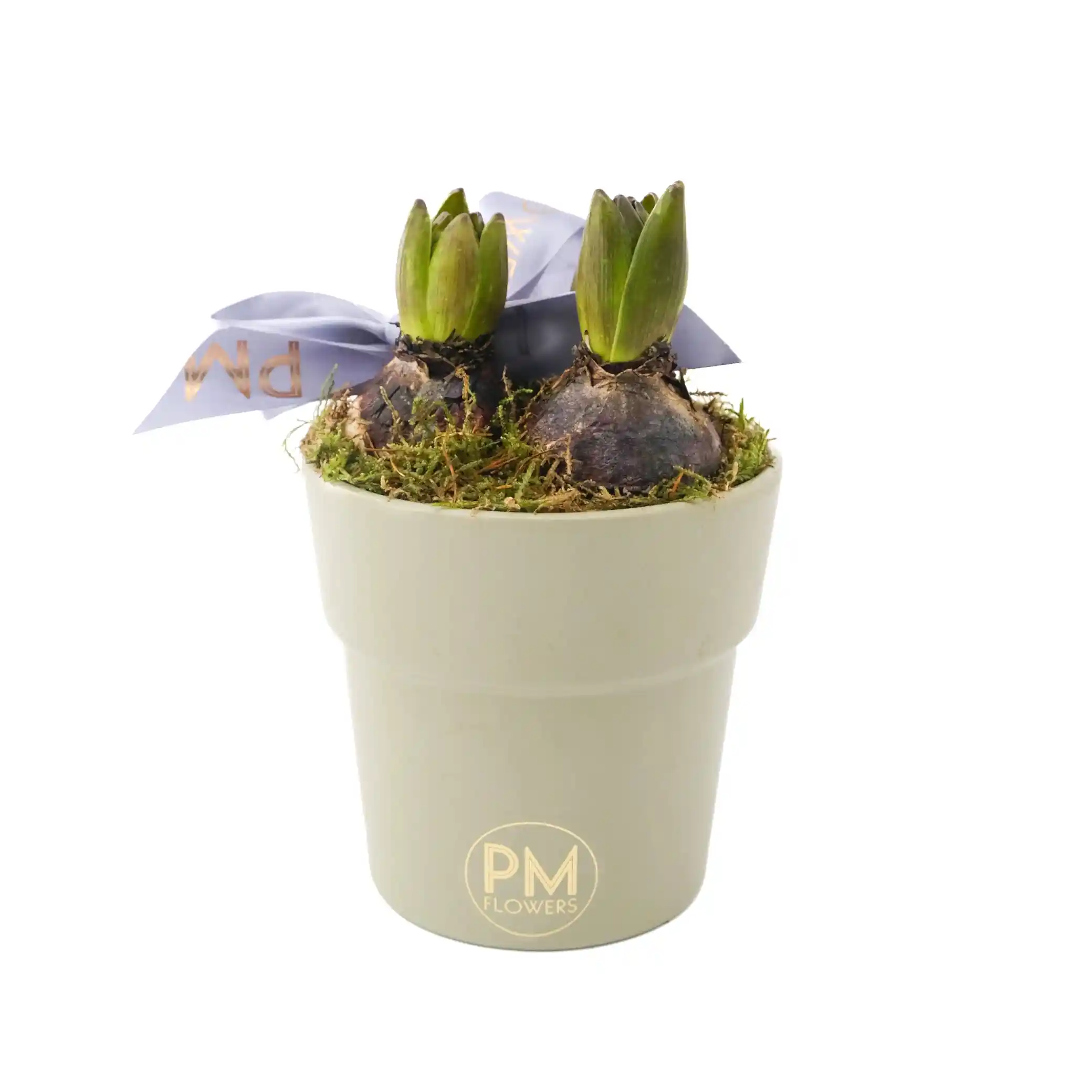 Hyacinth Simplicity