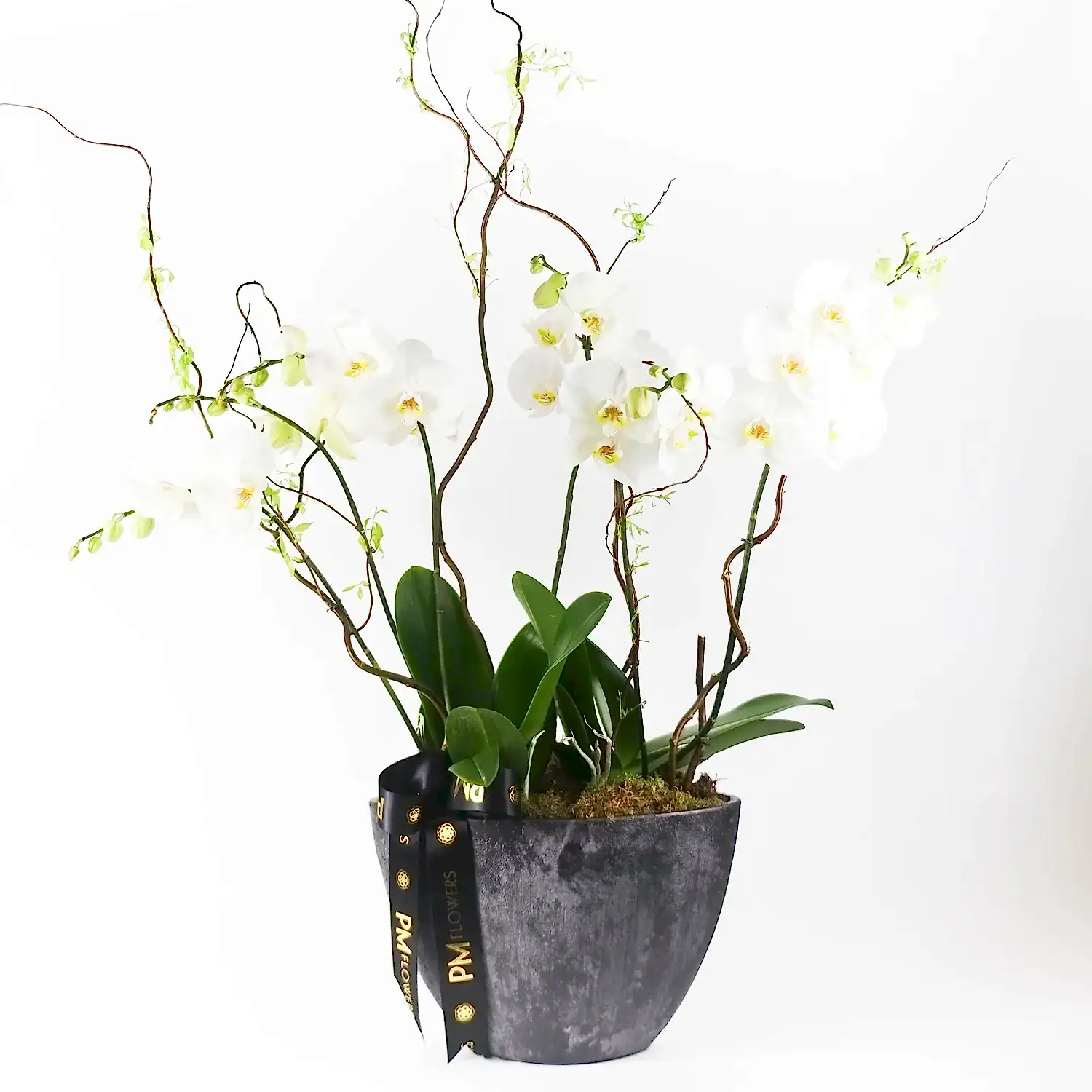 Elegance Orchid