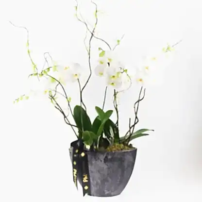 Elegance Orchid