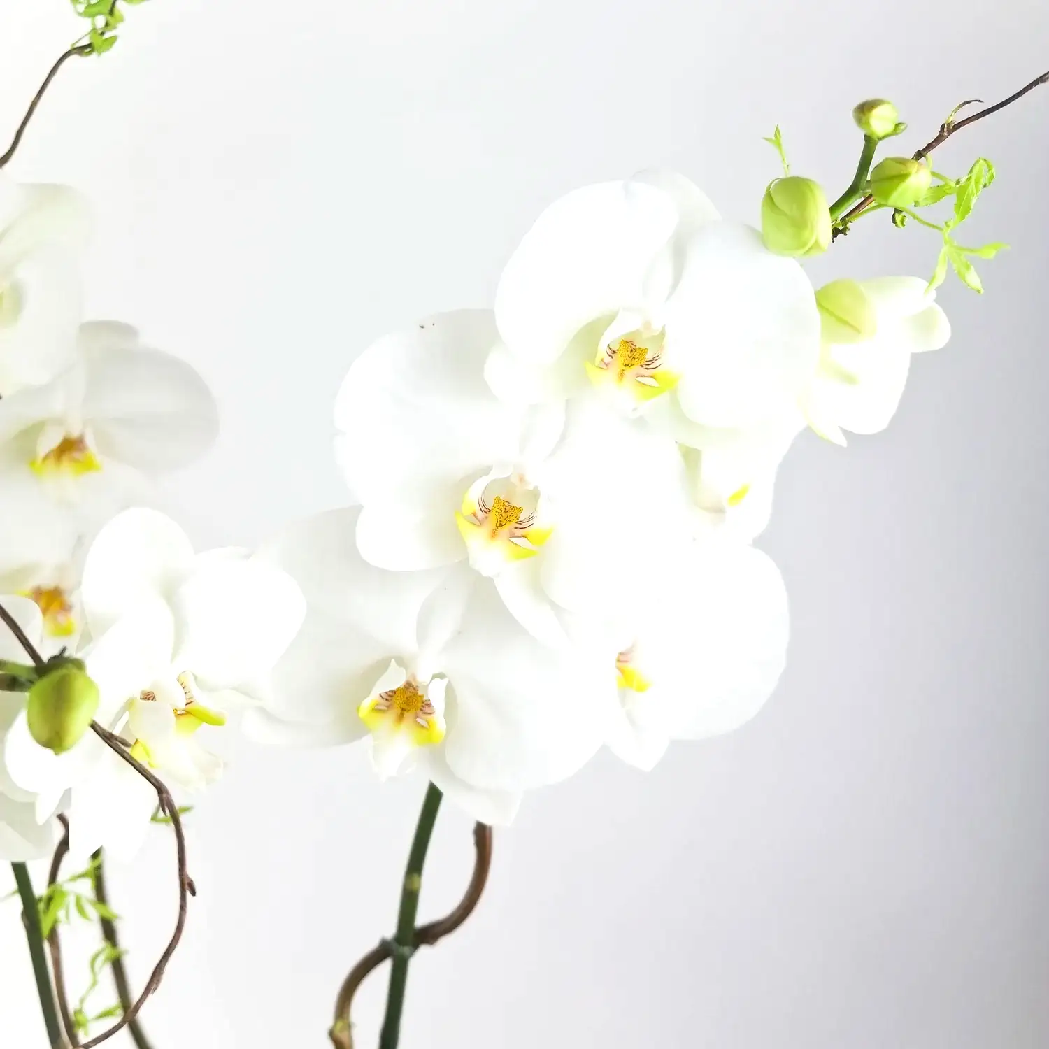 Elegance Orchid