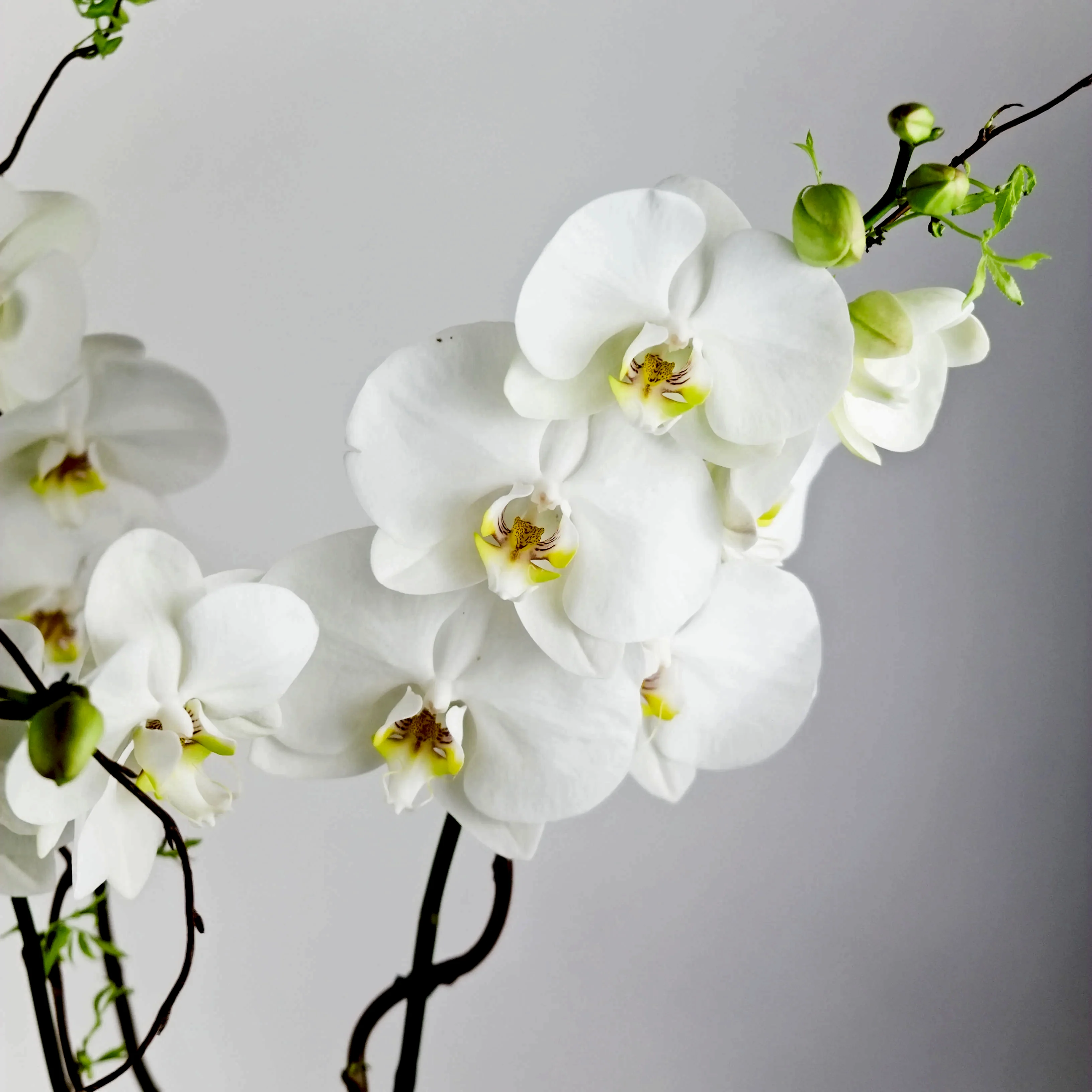 Elegance Orchid