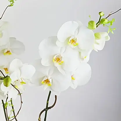 Elegance Orchid
