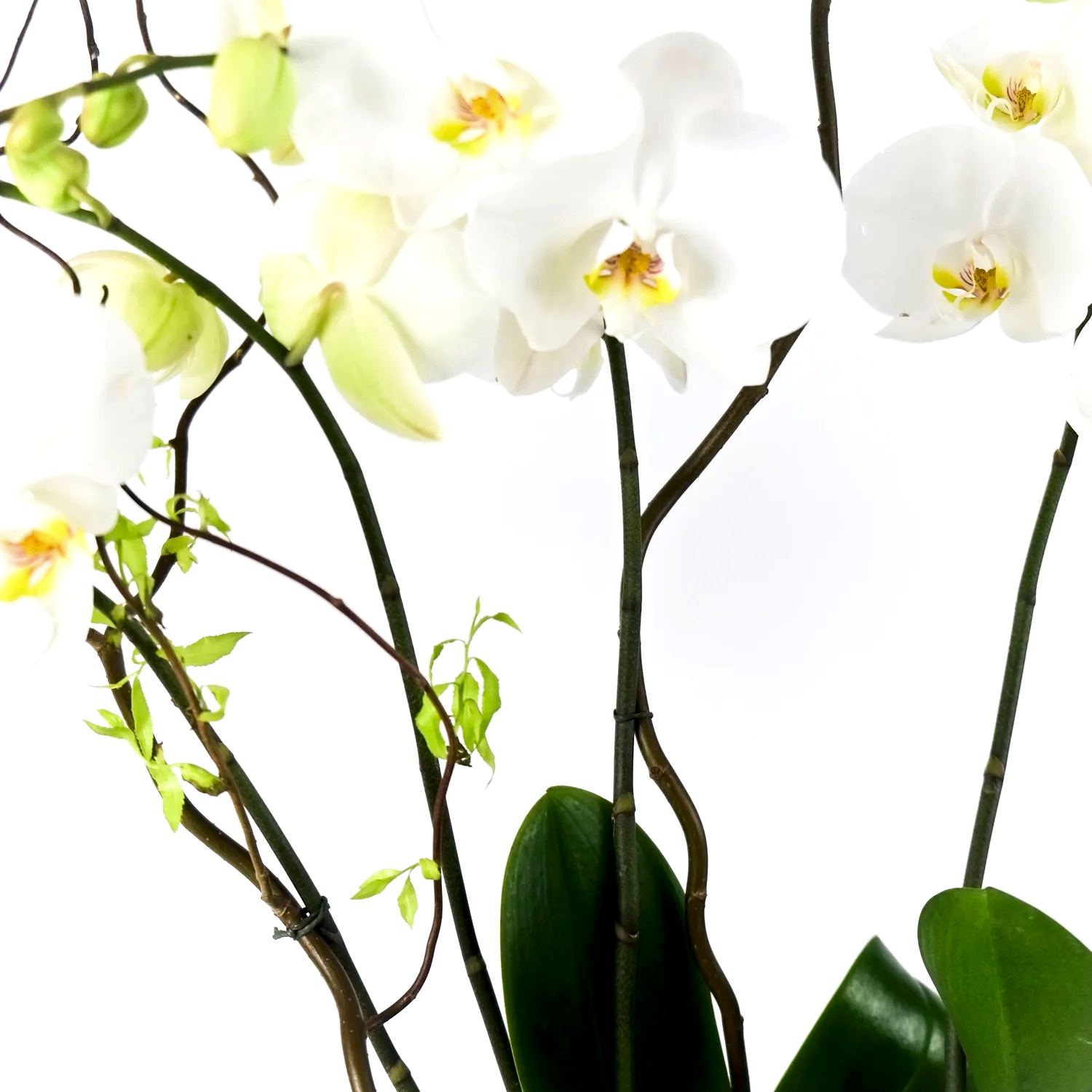 Elegance Orchid