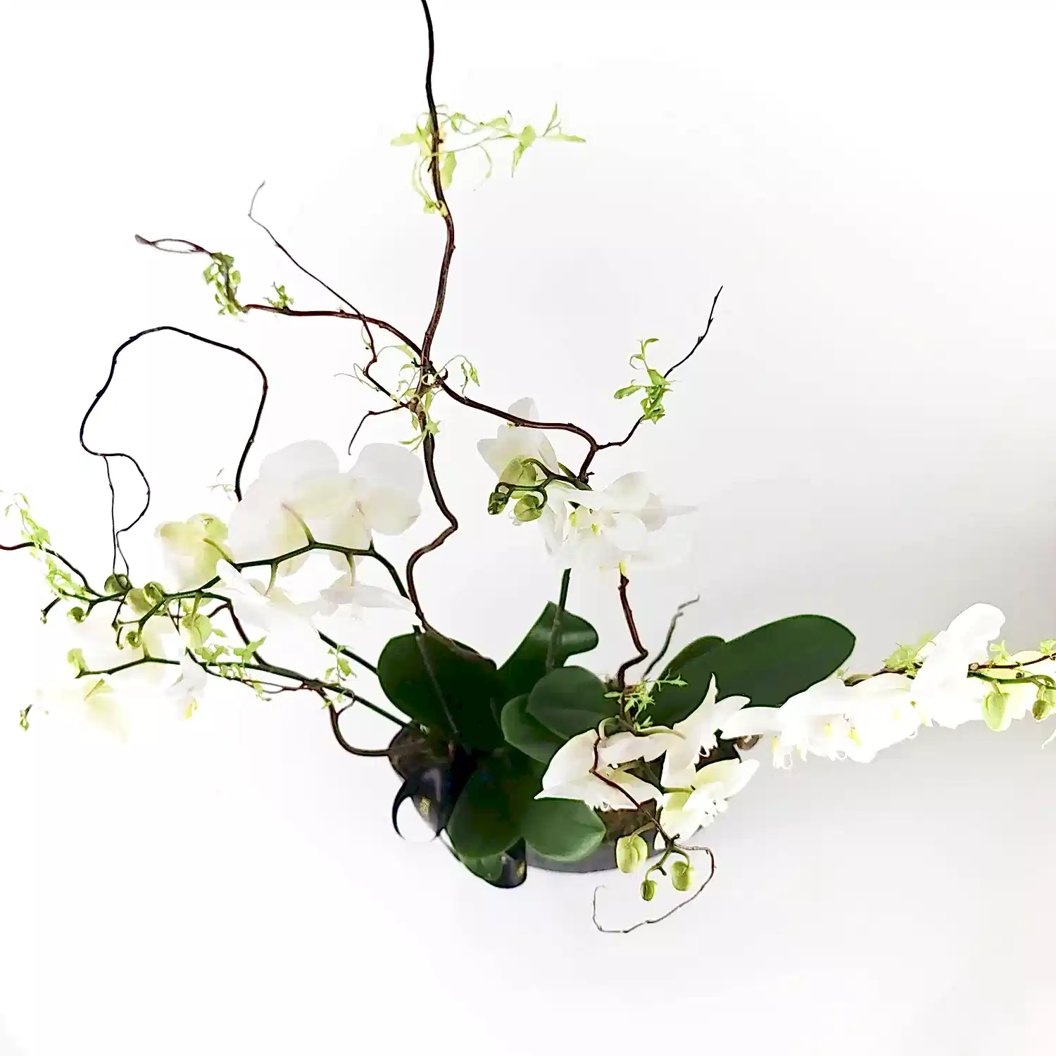 Elegance Orchid