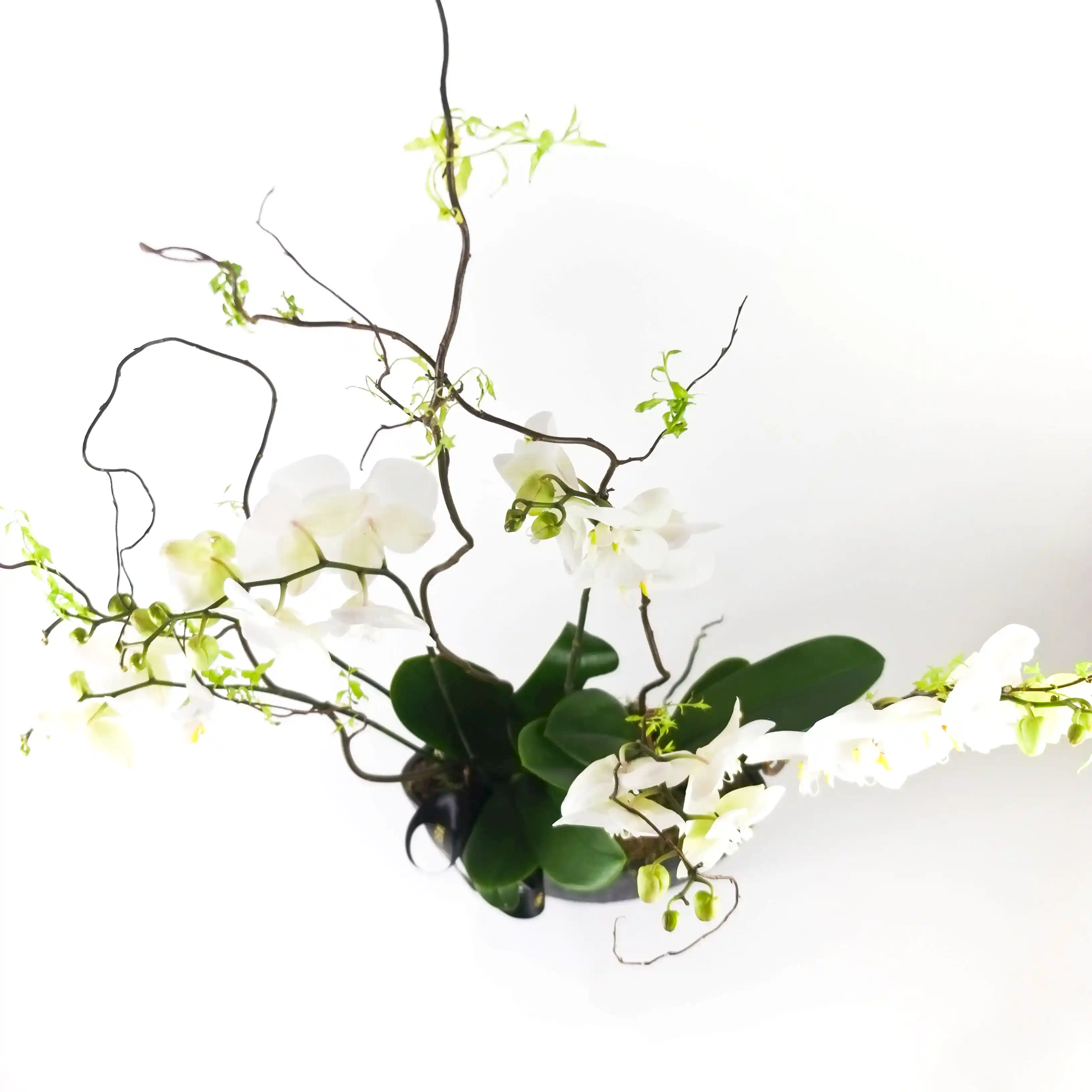 Elegance Orchid