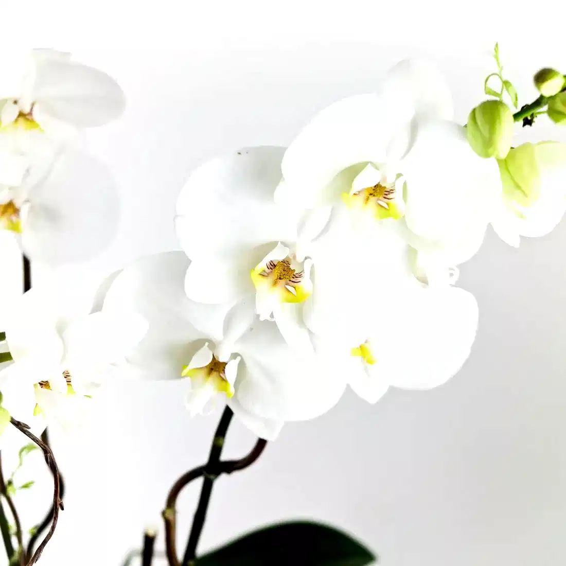 Elegance Orchid