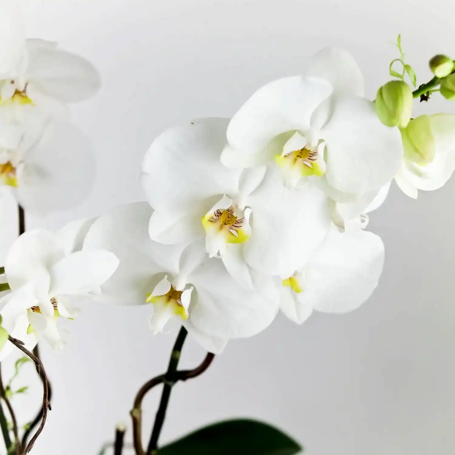 Elegance Orchid