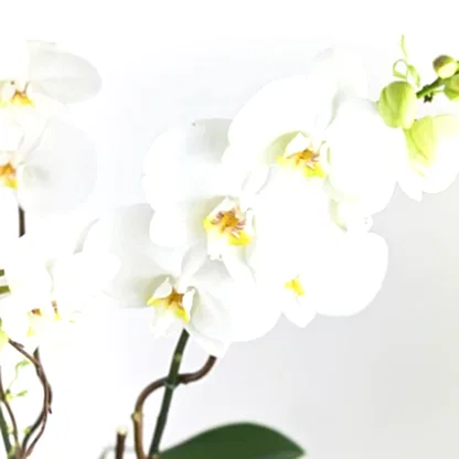 Elegance Orchid