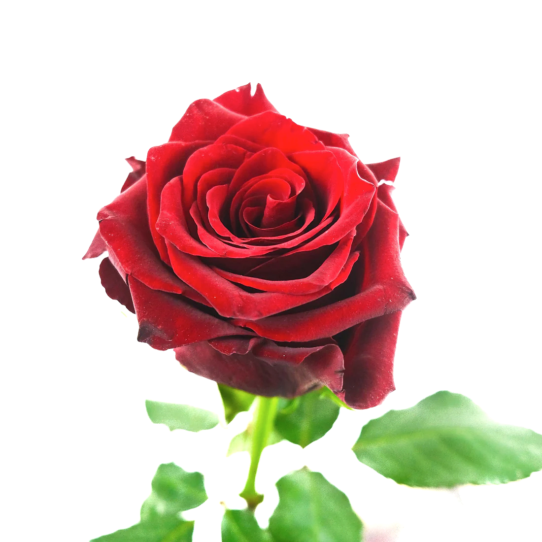 A Kiss From A Rose