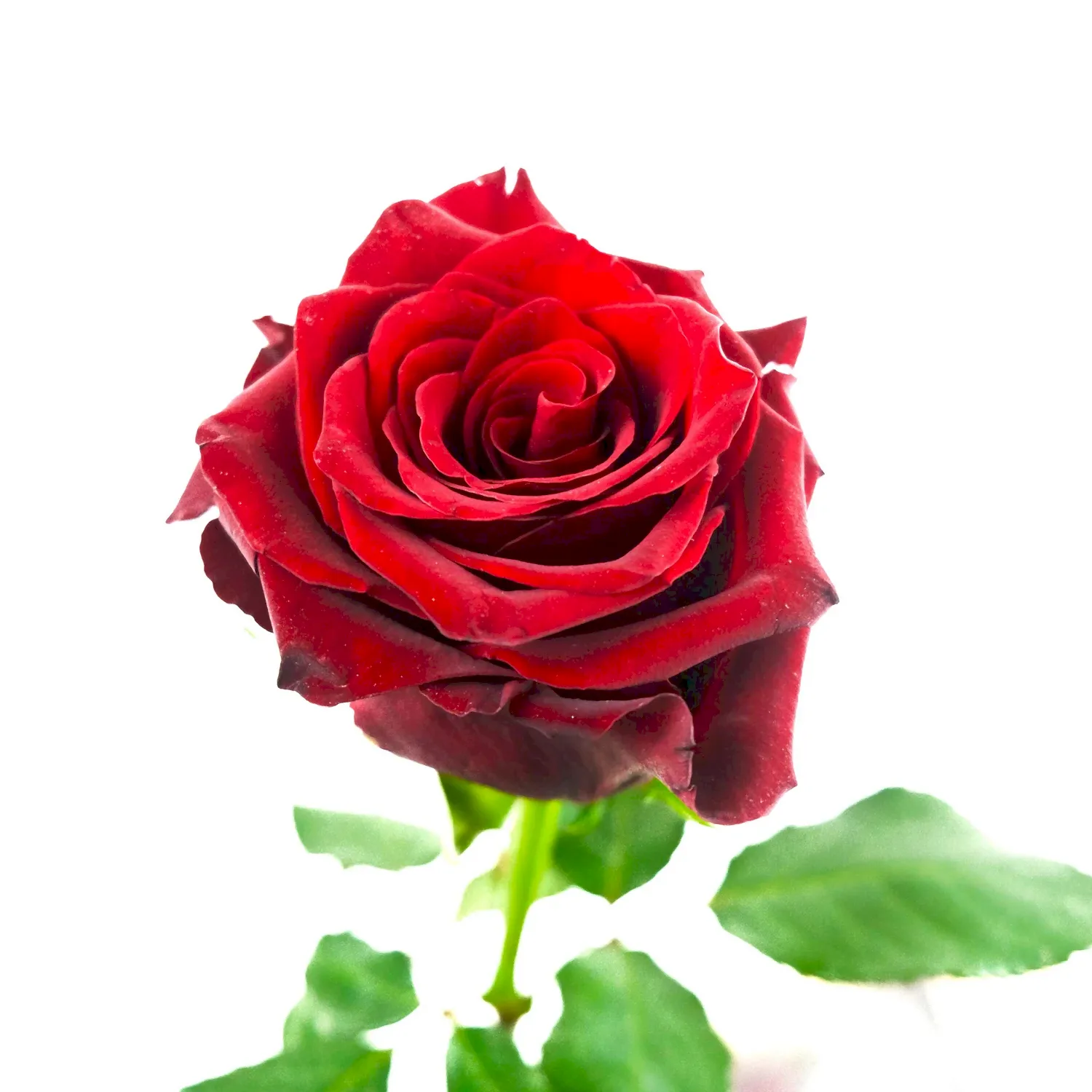 A Kiss From A Rose