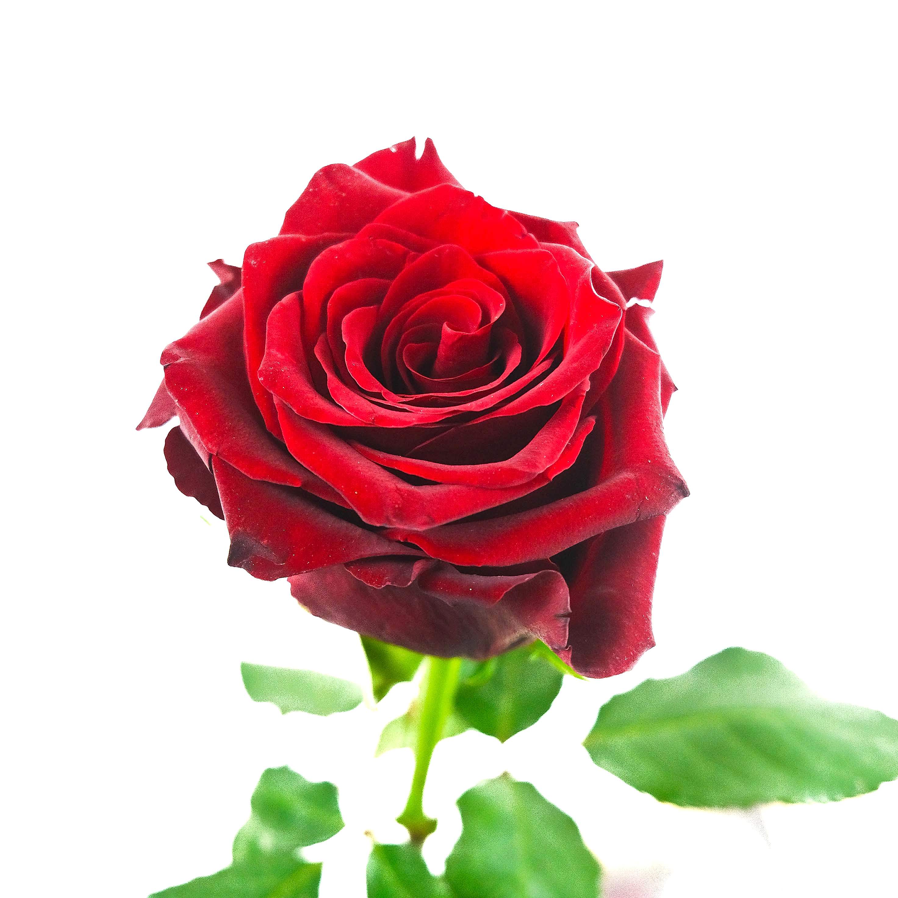A Kiss From A Rose