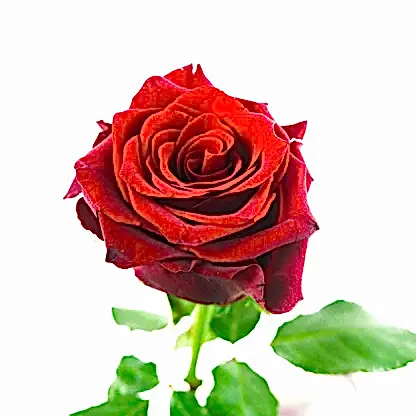 A Kiss From A Rose