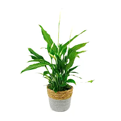 Peace Lily in Basket Pot