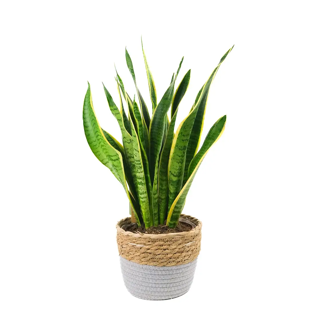 Sanisveria In Basket Pot