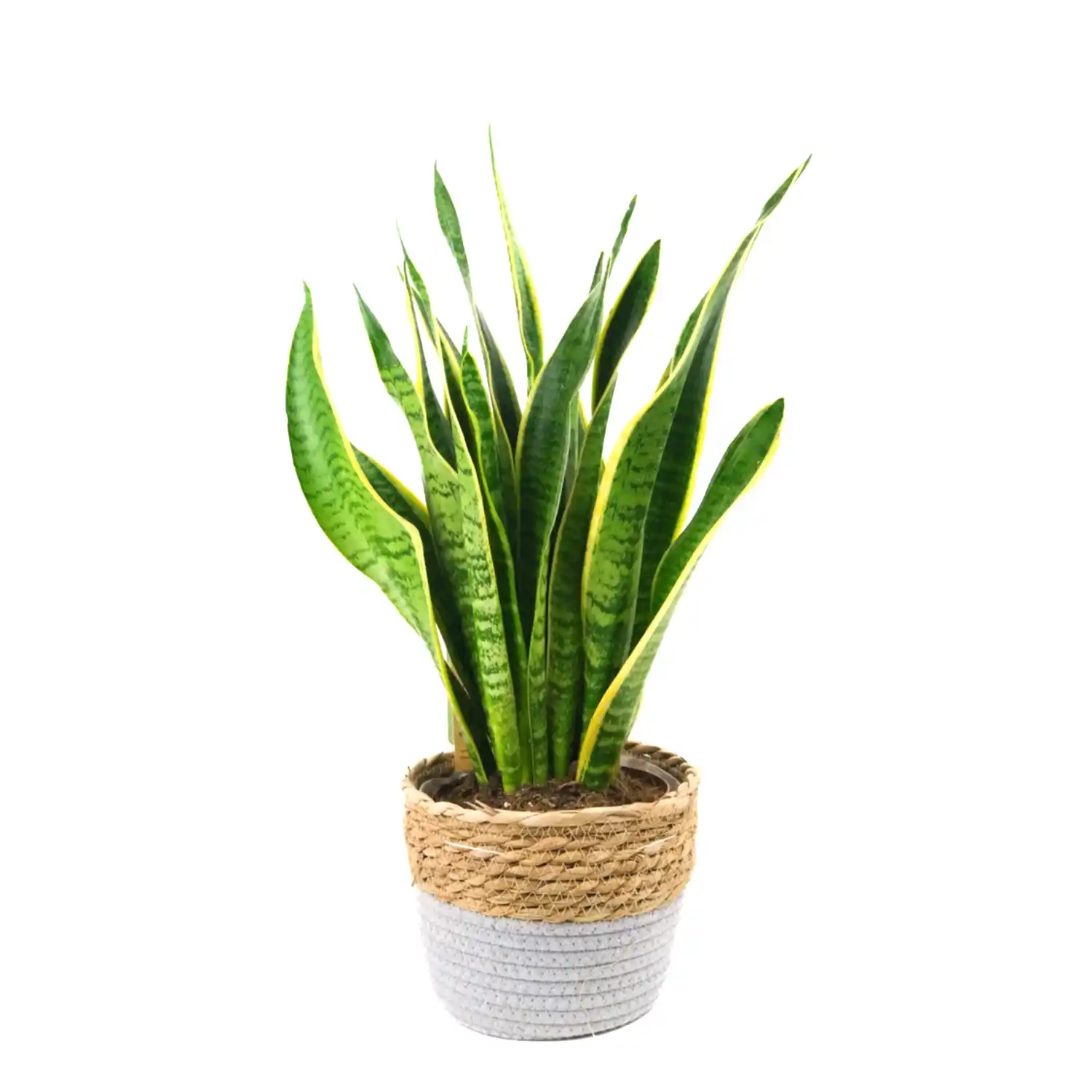 Sanisveria In Basket Pot