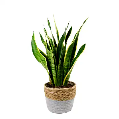 Sanisveria In Basket Pot