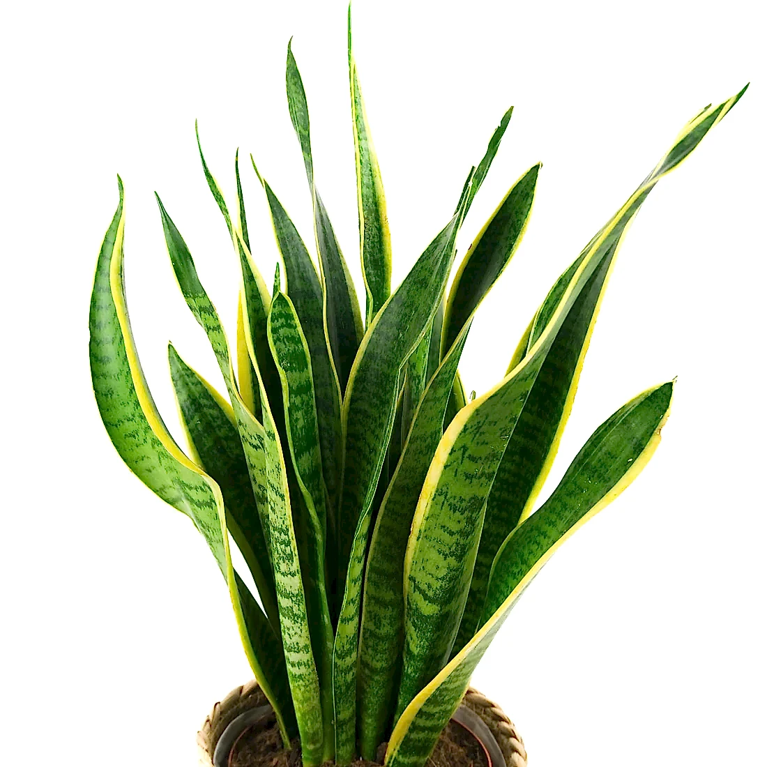 Sanisveria In Basket Pot