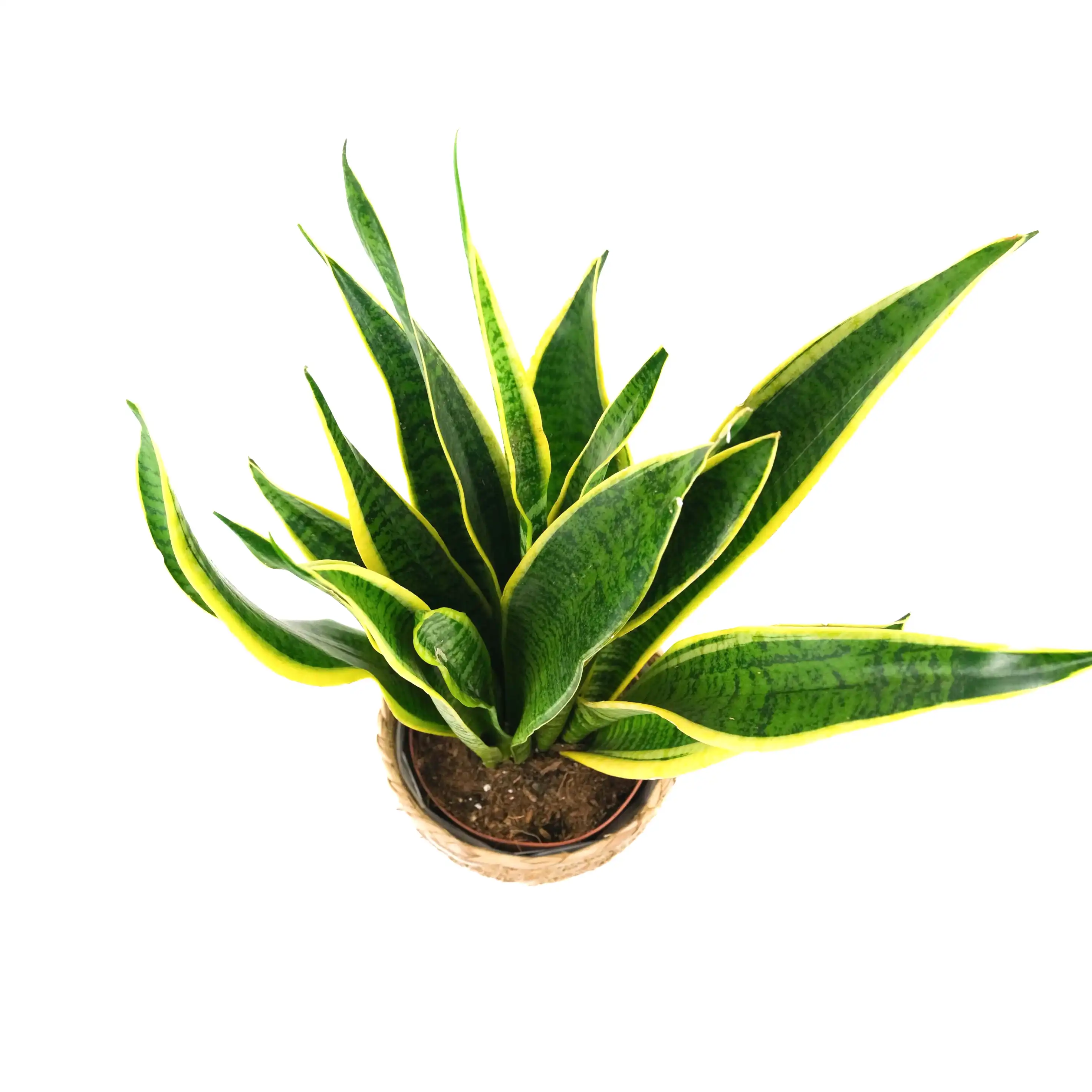Sanisveria In Basket Pot