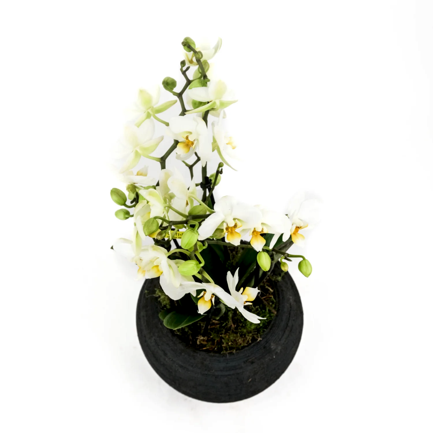 Wild Beauty Orchid